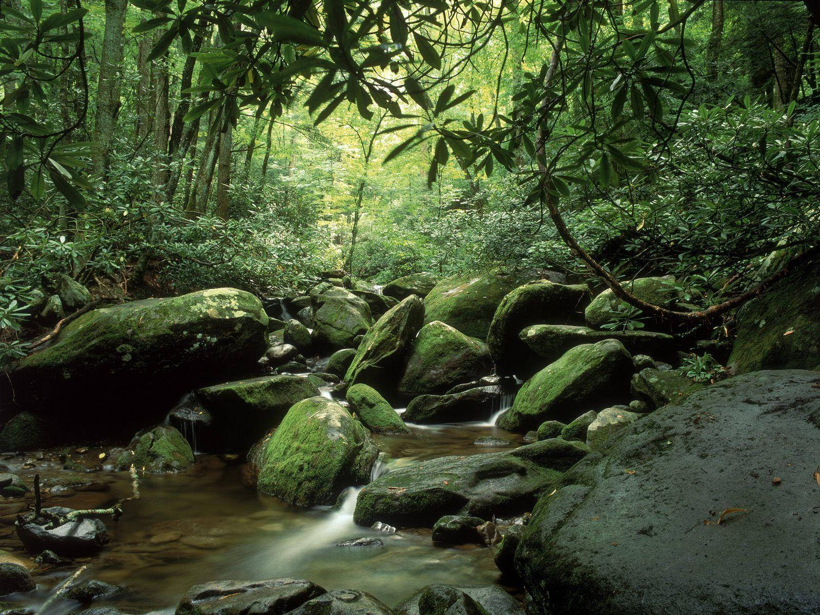 Great Smoky Mountains, forest stream, mossy rocks, HD Desktop Wallpaper