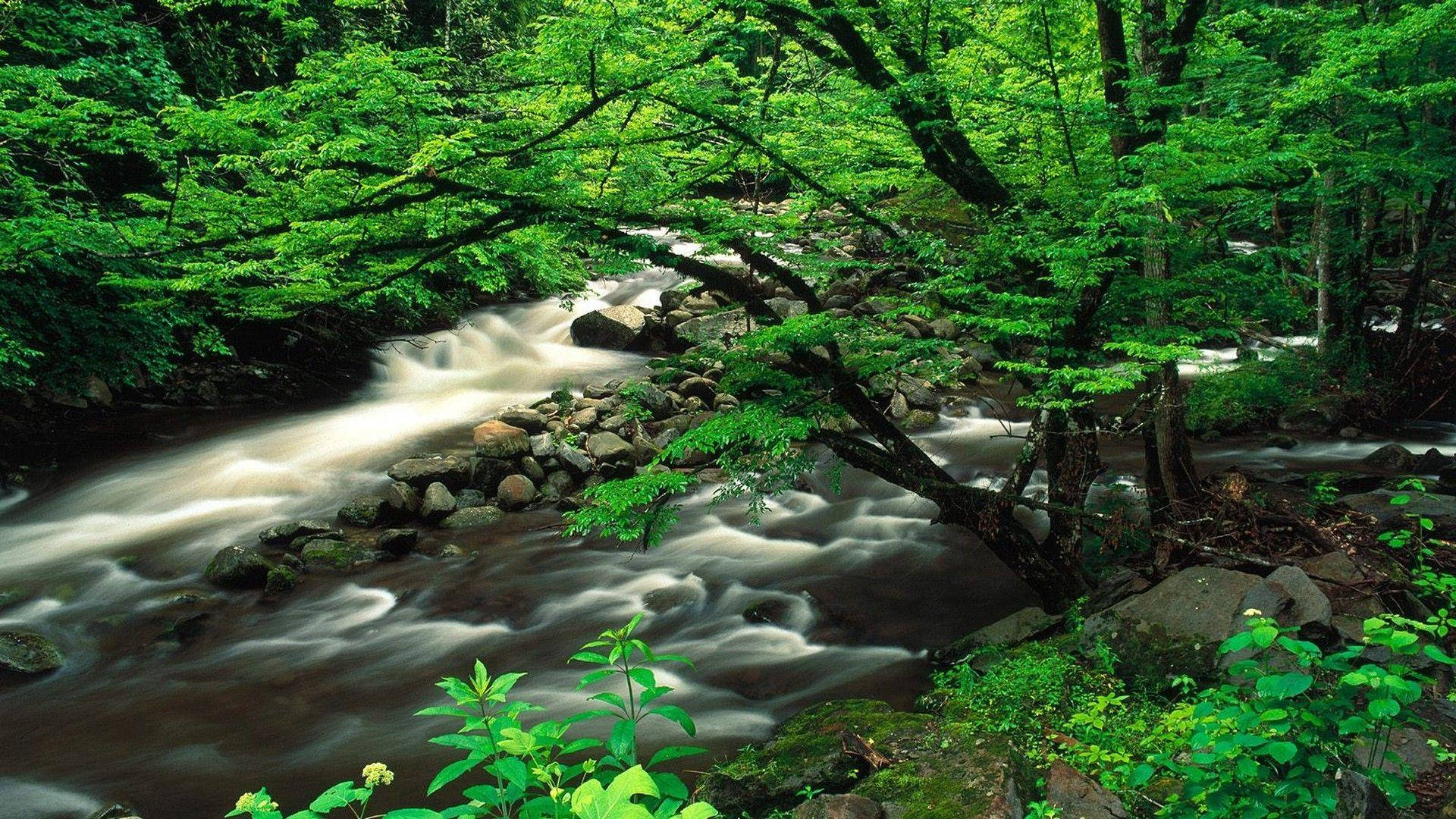 Great Smoky Mountains, forest stream, mossy rocks, Full HD Desktop Wallpaper
