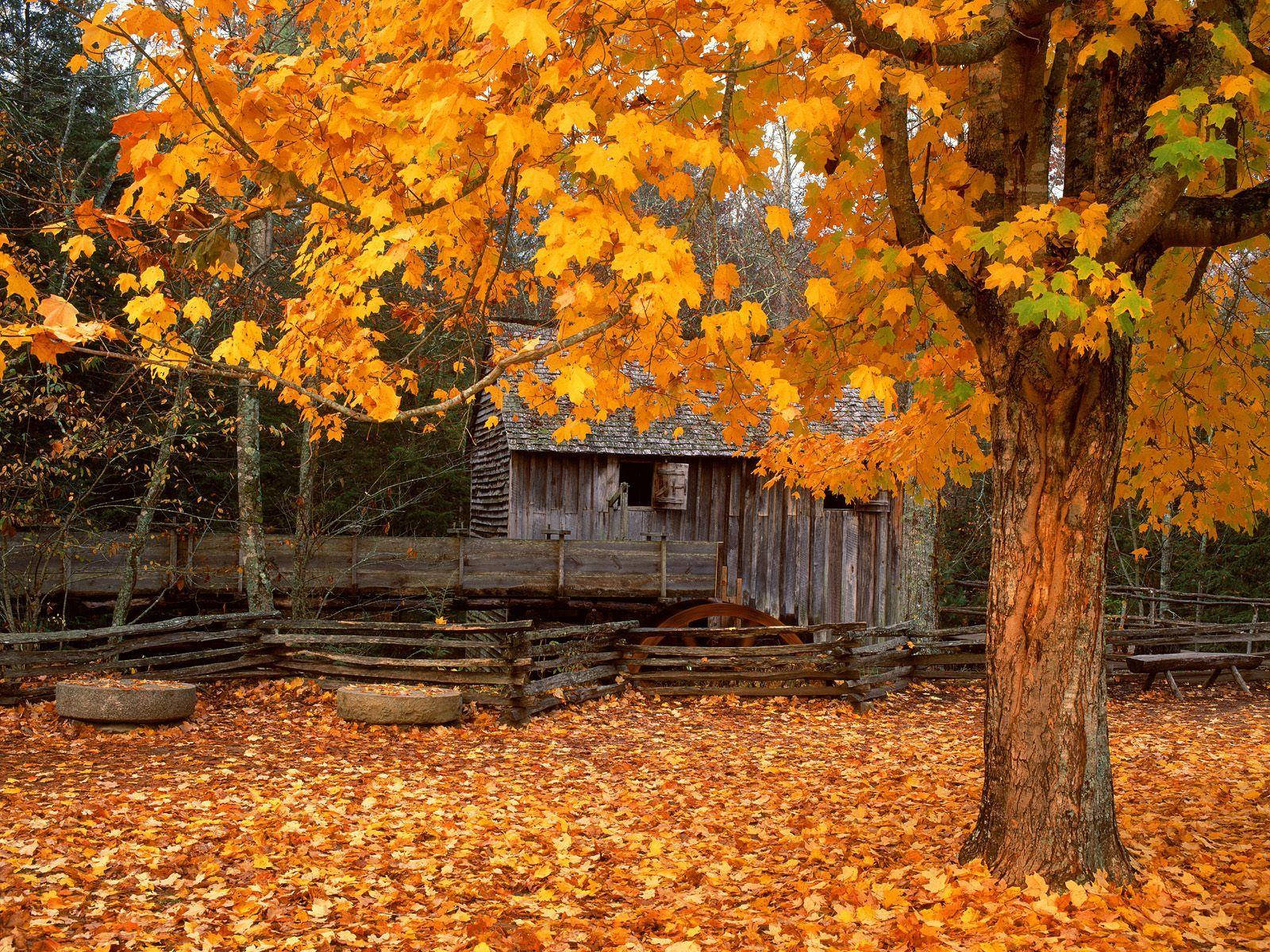 Great Smoky Mountains, rustic wooden mill, vibrant orange maple leaves, HD Desktop Wallpaper