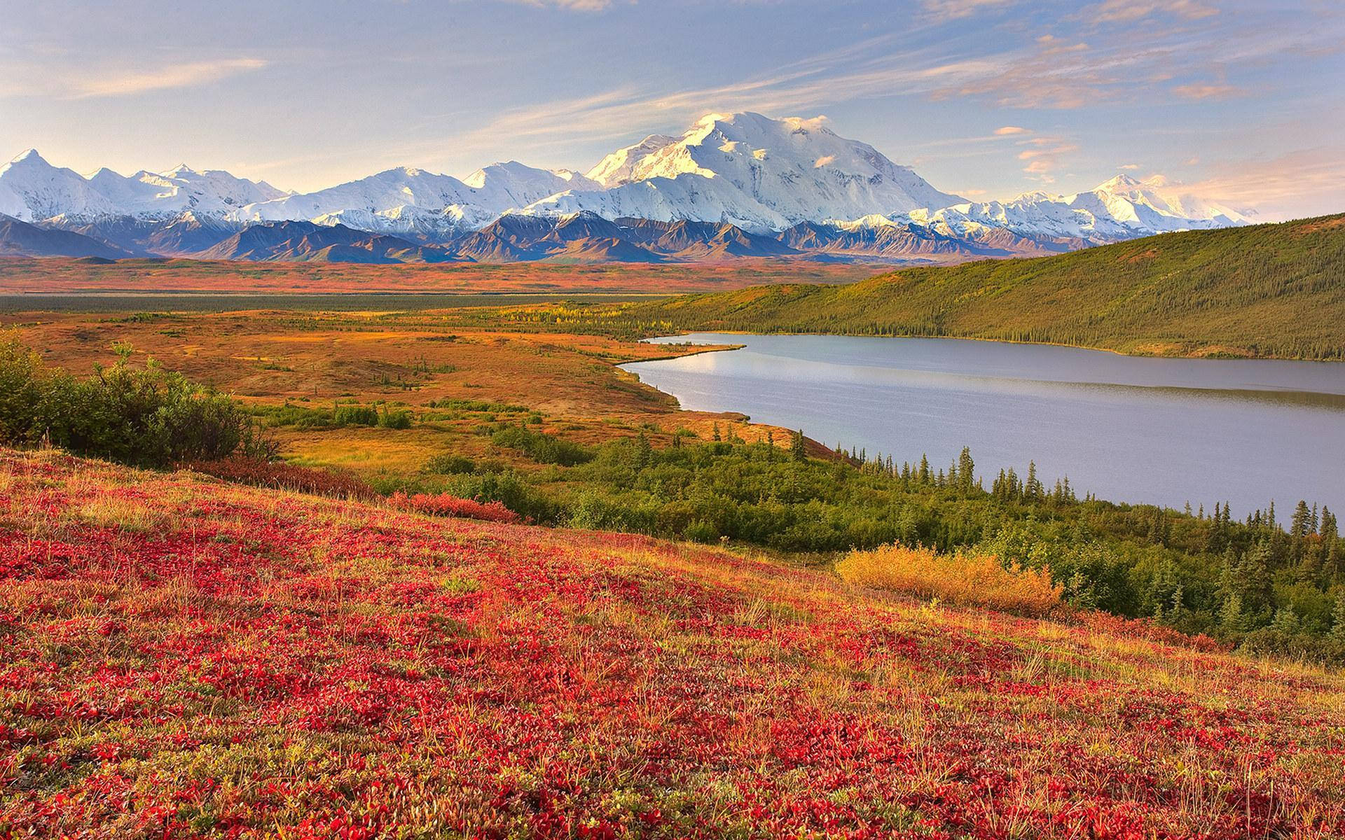 Great Smoky Mountains, autumn tundra, red flowers, Full HD Desktop Wallpaper