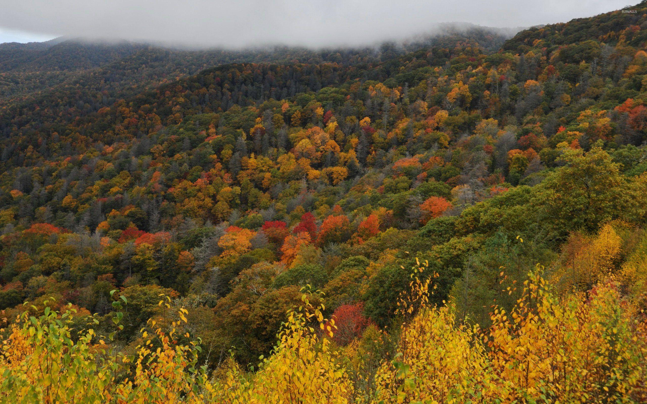 Great Smoky Mountains, autumn foliage, golden yellow, 2K Desktop Wallpaper