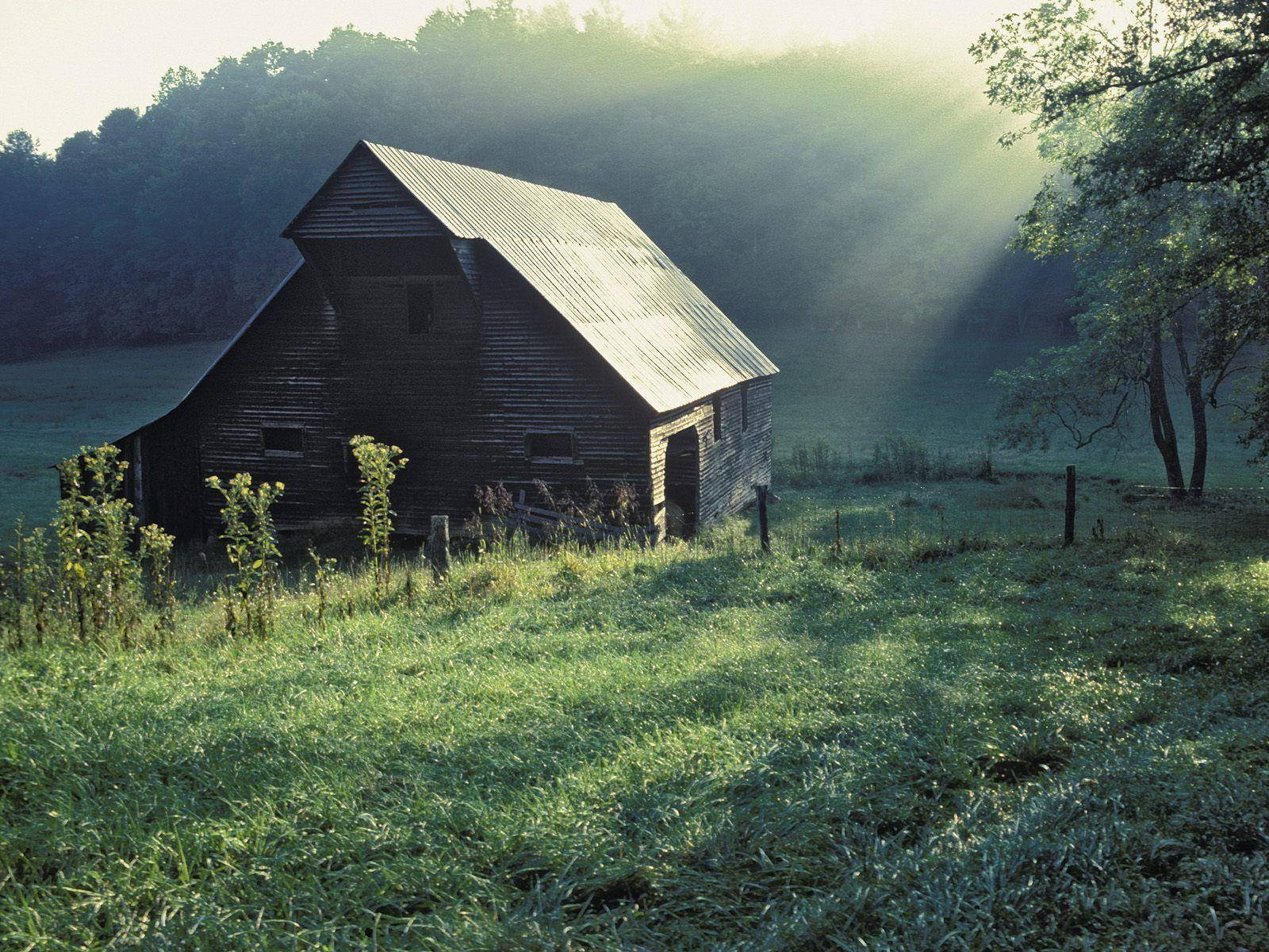 Great Smoky Mountains, sunlight beams, misty trees, HD Desktop Wallpaper
