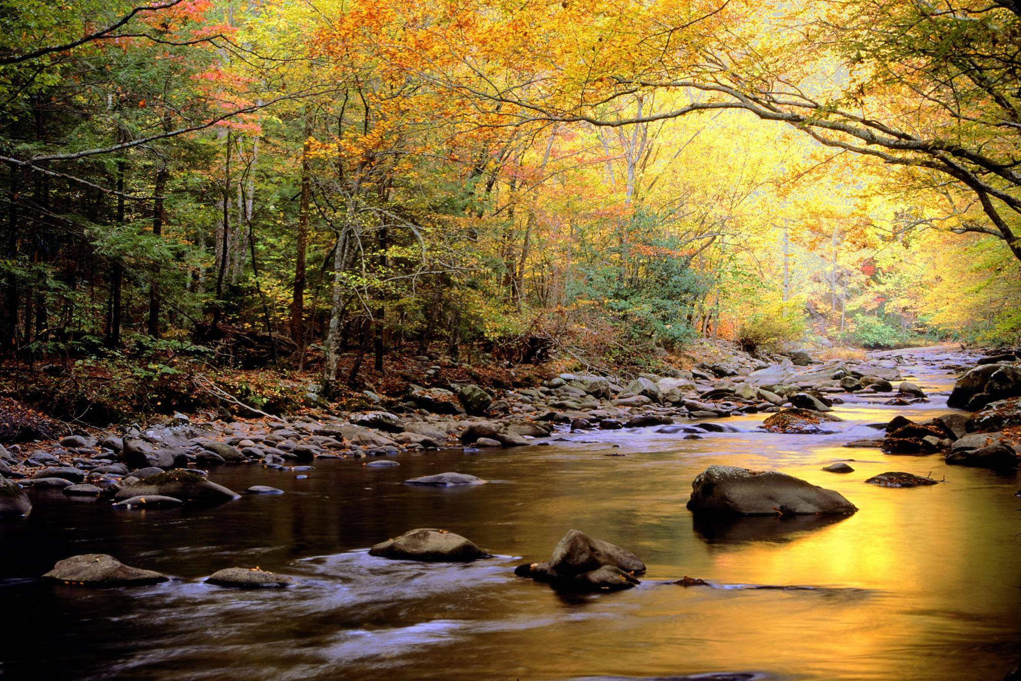 Great Smoky Mountains, autumn forest, golden leaves, Full HD Desktop Wallpaper