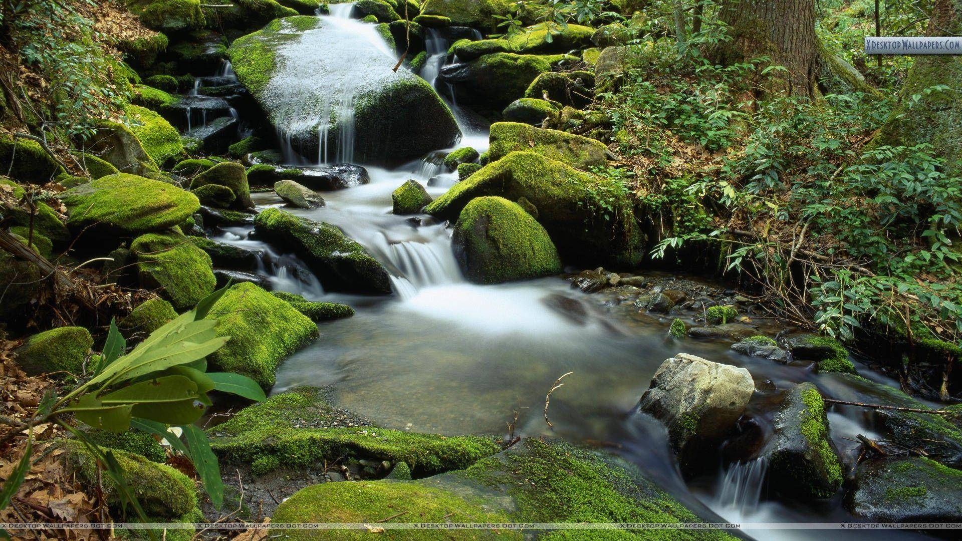Great Smoky Mountains, forest stream, mossy rocks, Full HD Desktop Wallpaper