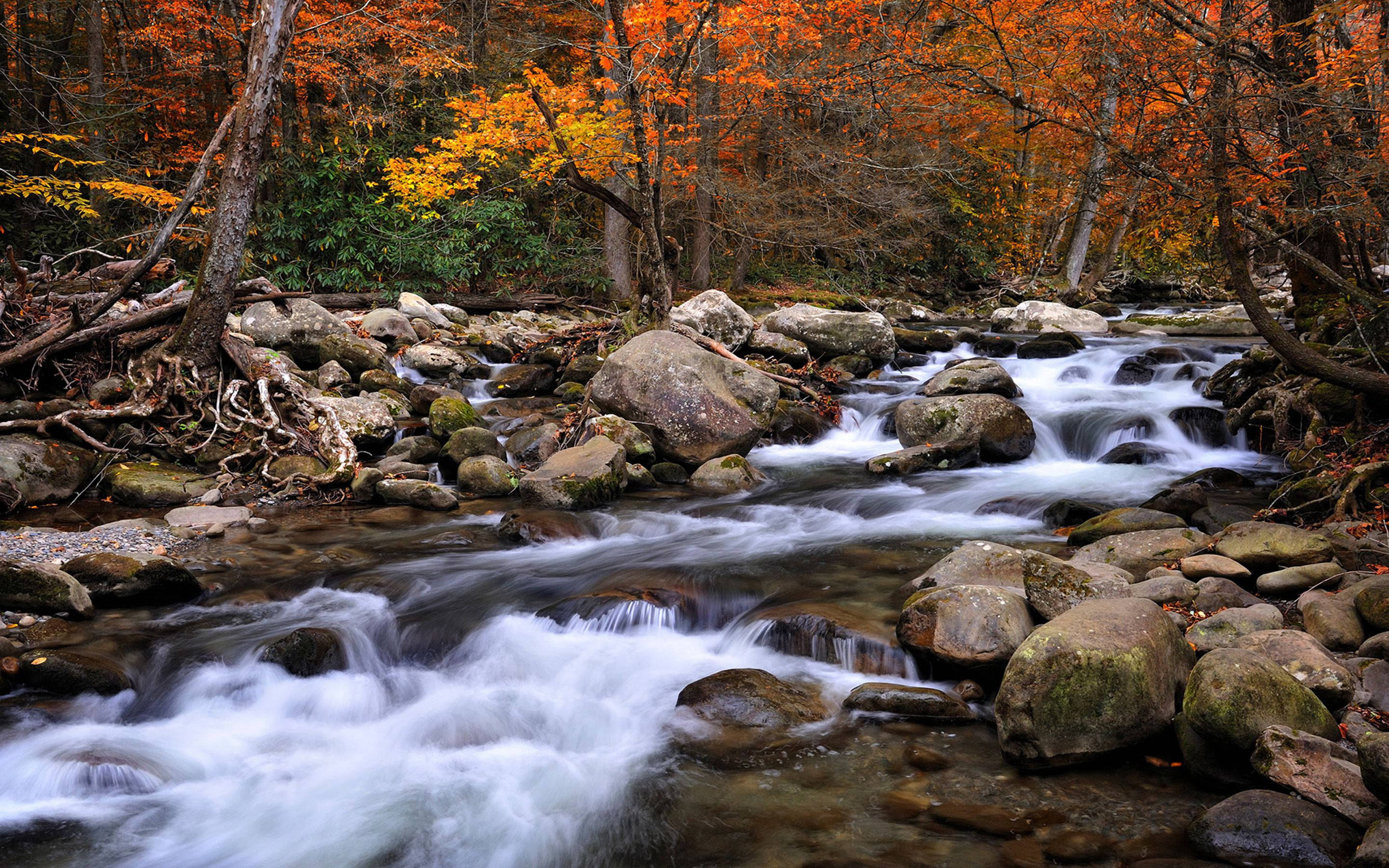 Great Smoky Mountains, autumn stream, mossy rocks, 2K Desktop Wallpaper