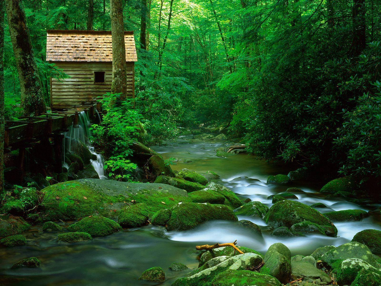 Great Smoky Mountains, forest stream, mossy rocks, HD Desktop Wallpaper
