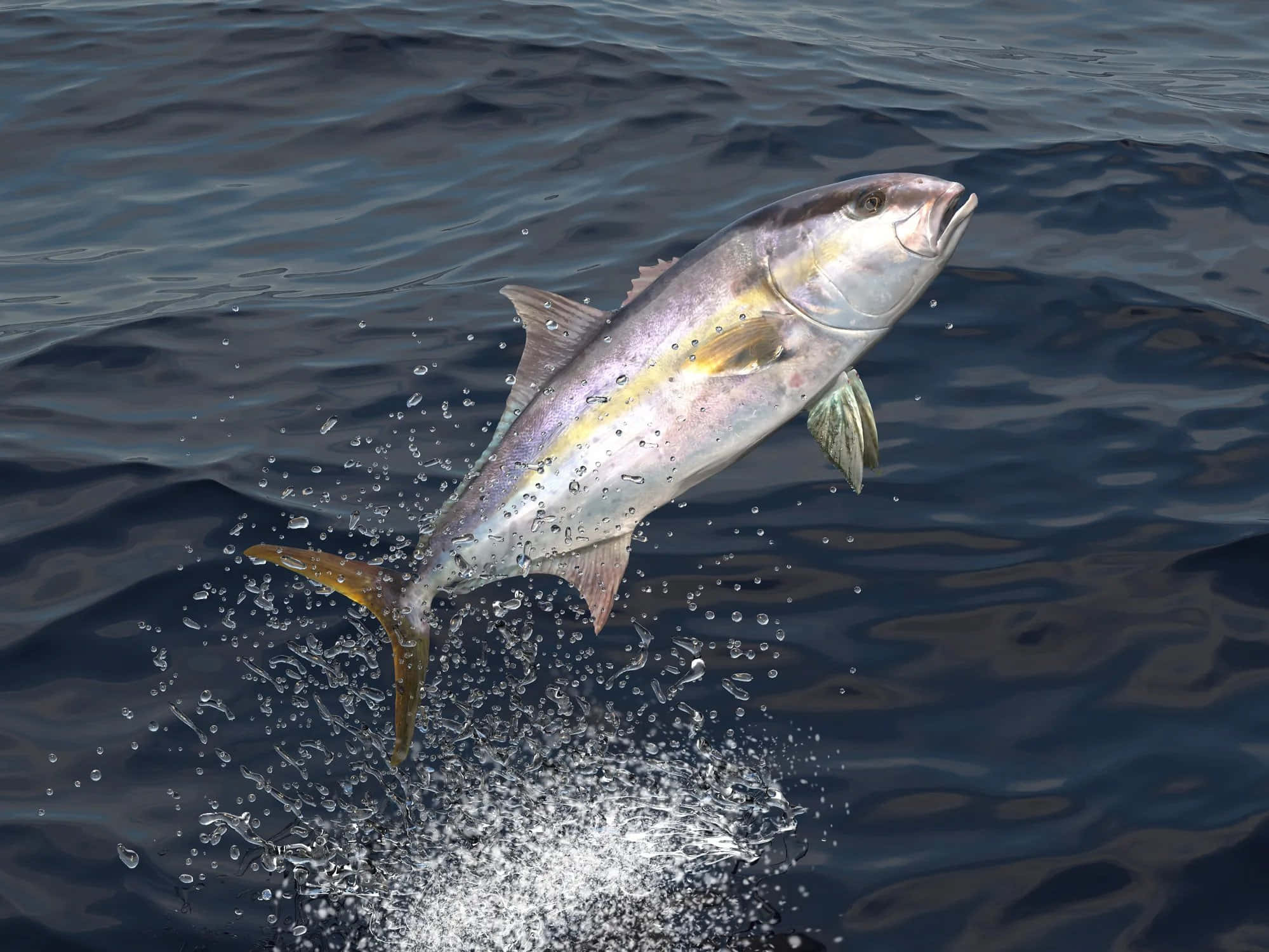 Greater Amberjack, deep blue ocean water, silver body, Full HD Desktop Wallpaper