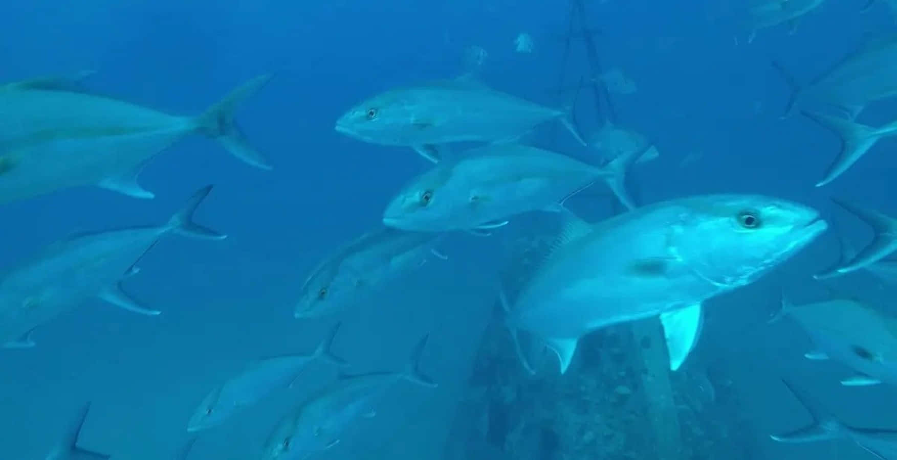 Greater Amberjack, school of silver fish, clear blue ocean water, HD Desktop Wallpaper