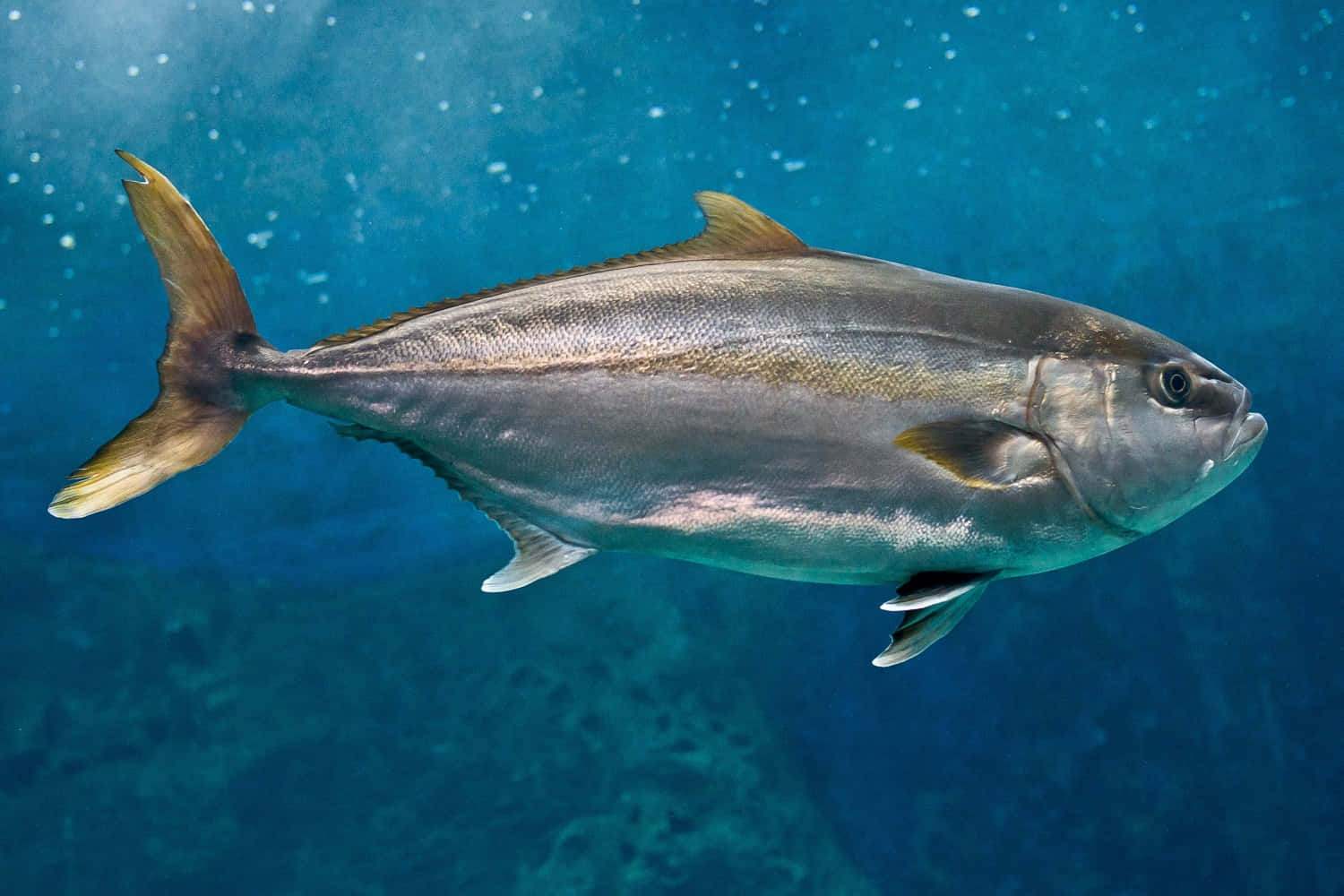 Greater Amberjack, crystal clear waters, clear blue ocean water, HD Desktop Wallpaper