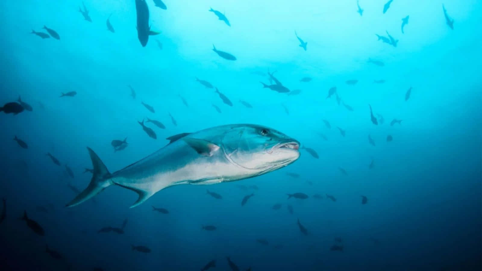 Greater Amberjack, silver, turquoise ocean waters, HD Desktop Wallpaper
