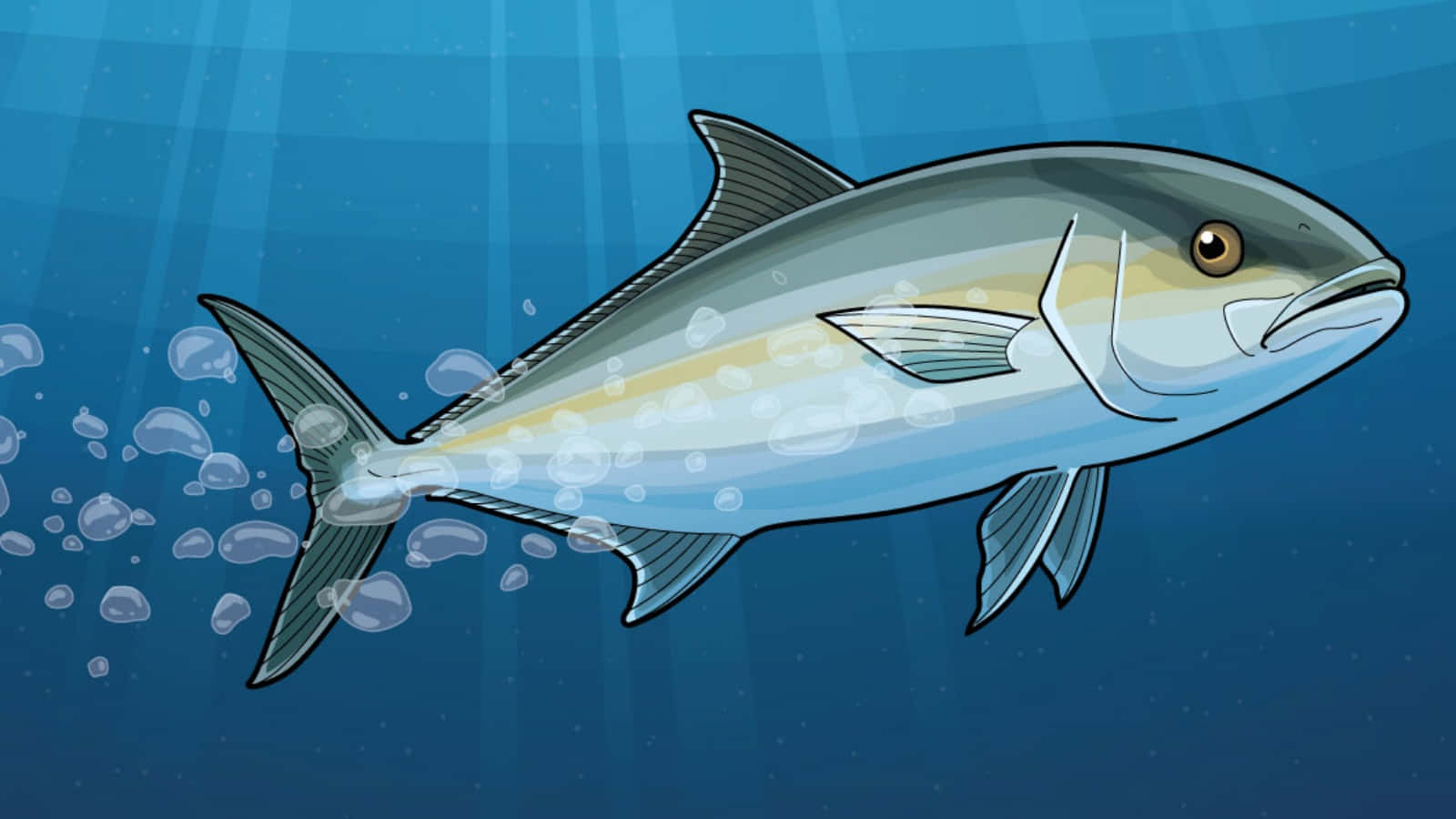 Greater Amberjack, sleek tuna fish, deep blue ocean water, HD Desktop Wallpaper