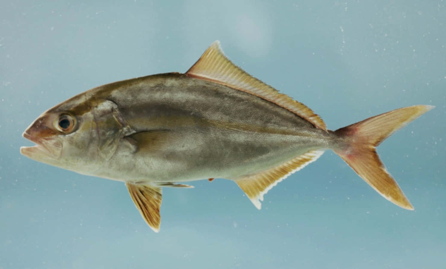 Greater Amberjack, silver fish, golden fins, HD Desktop Wallpaper