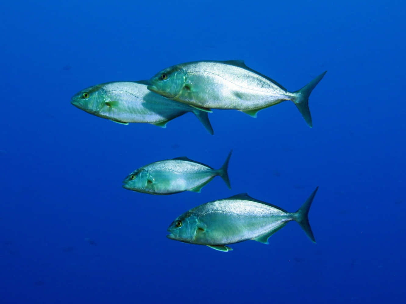 Greater Amberjack, school, underwater, HD Desktop Wallpaper