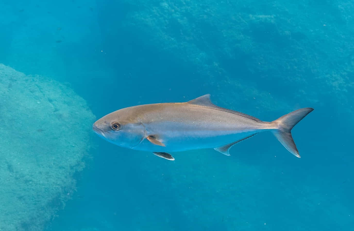 Greater Amberjack, blue waters, silver fish, HD Desktop Wallpaper