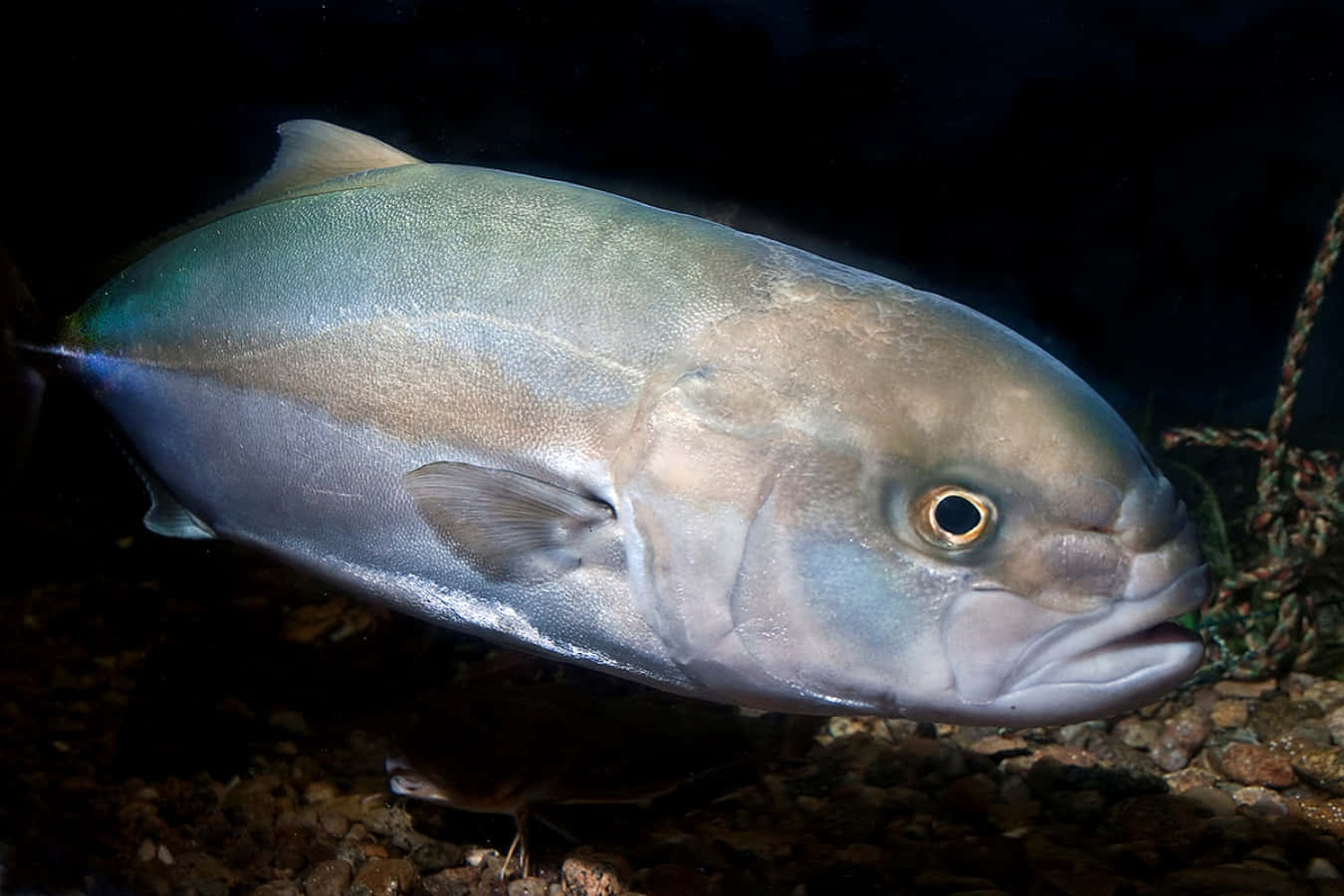 Greater Amberjack, silver, rocky seabed, HD Desktop Wallpaper