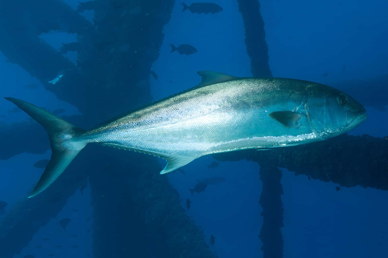 Greater Amberjack, silver, deep blue water, HD Desktop Wallpaper