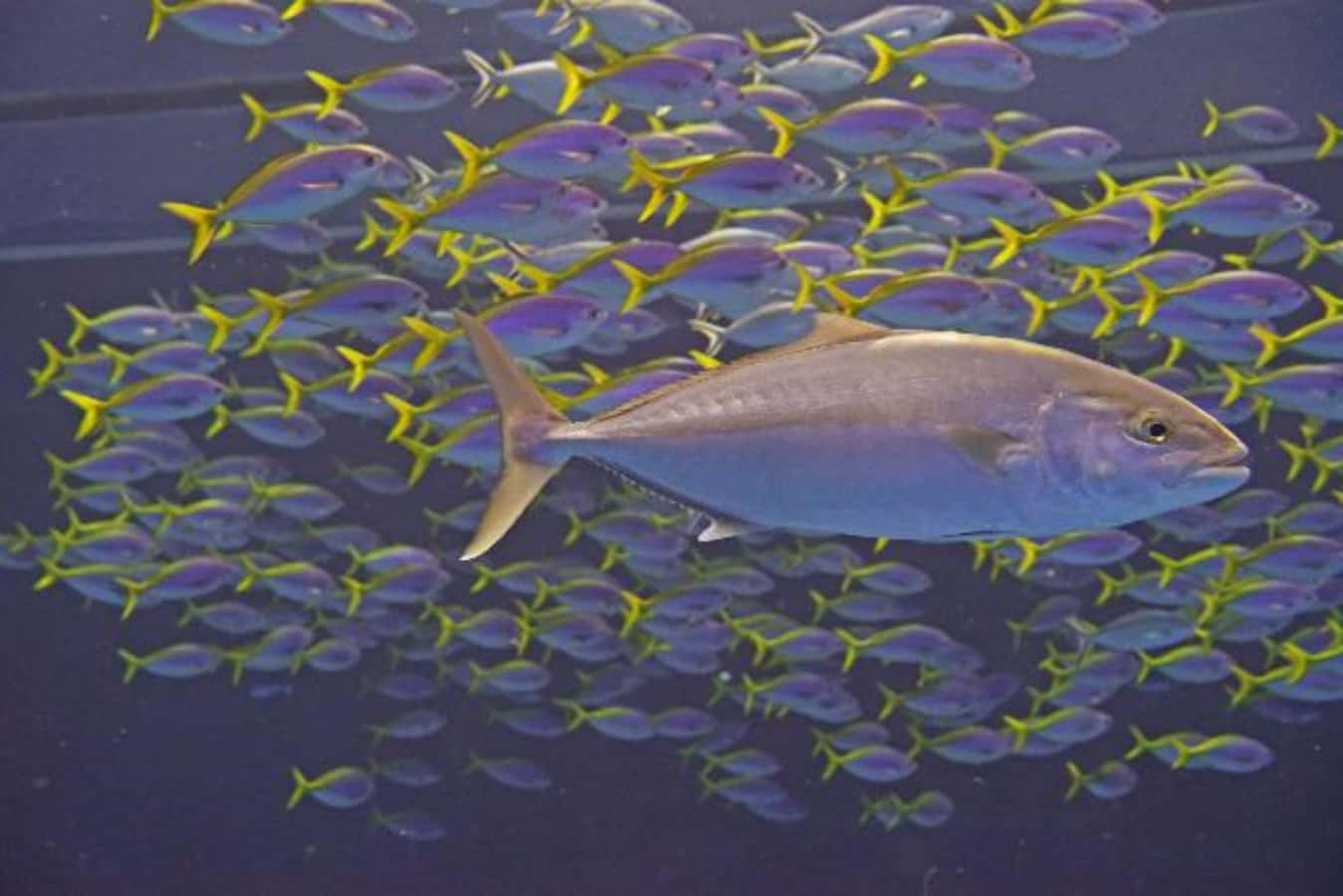 Greater Amberjack, silver fish, vibrant school of purple and yellow fish, HD Desktop Wallpaper