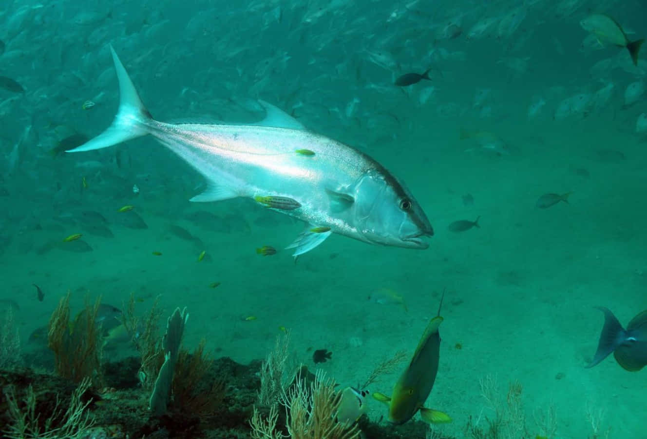 Greater Amberjack, silver fish, turquoise waters, HD Desktop Wallpaper