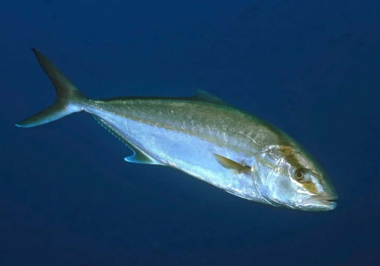 Greater Amberjack, silver, deep blue ocean water, HD Desktop Wallpaper