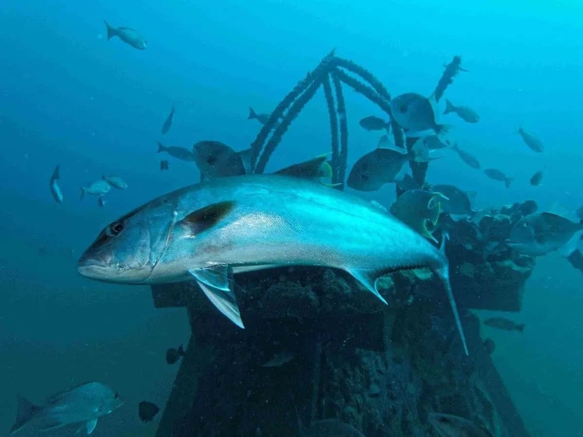 Greater Amberjack, deep blue sea, sunken metal structure, SD Desktop Wallpaper