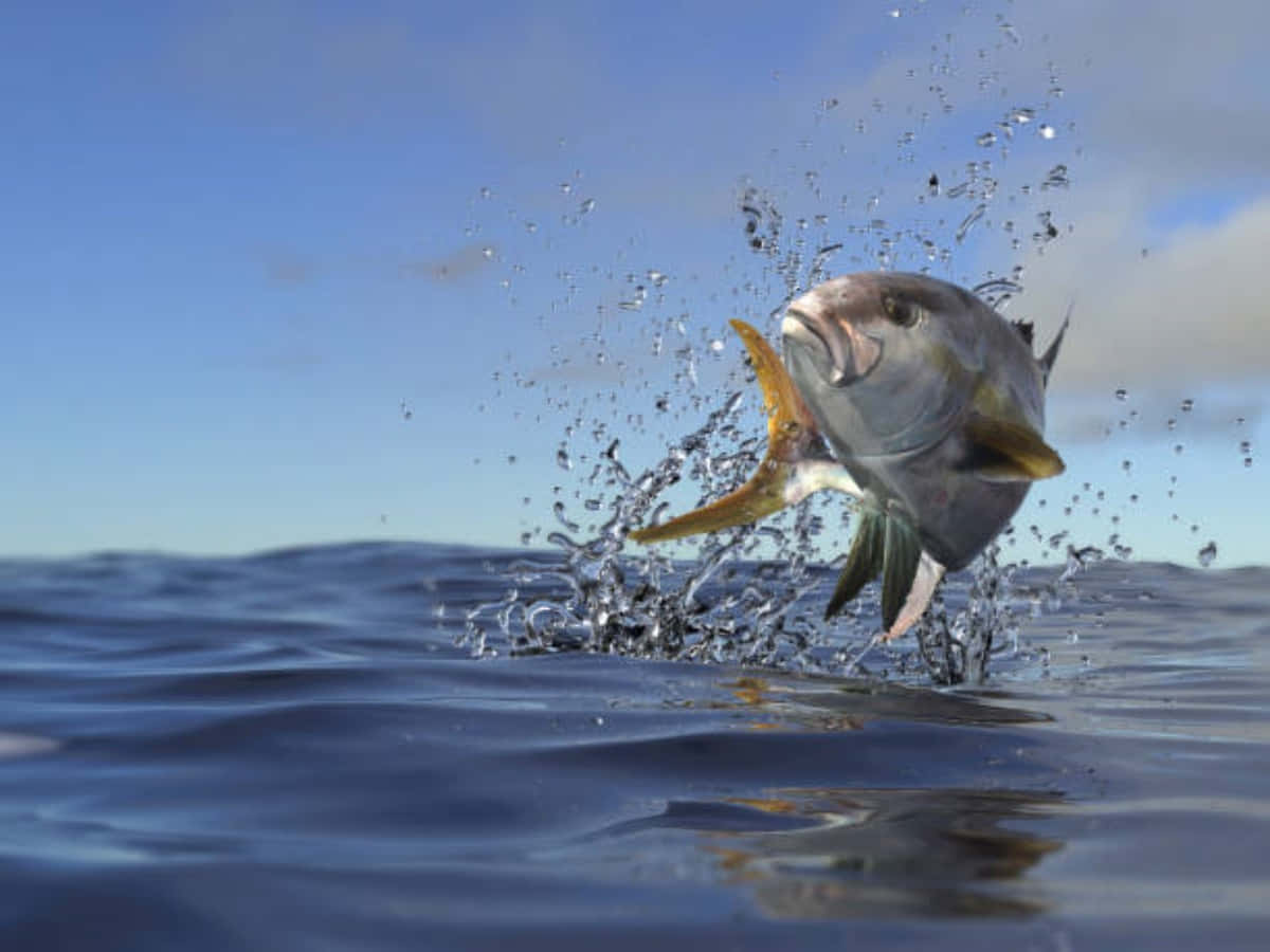 Greater Amberjack, deep blue ocean water, sparkling droplets, SD Desktop Wallpaper