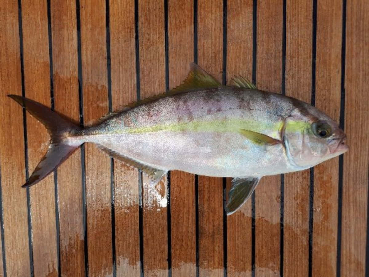 Greater Amberjack, wooden deck, silver, SD Desktop Wallpaper