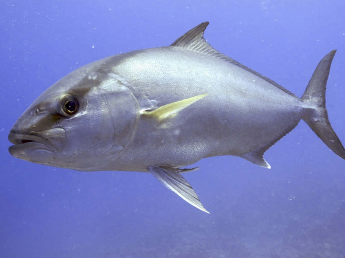 Greater Amberjack, blue waters, silver fish, SD Desktop Wallpaper