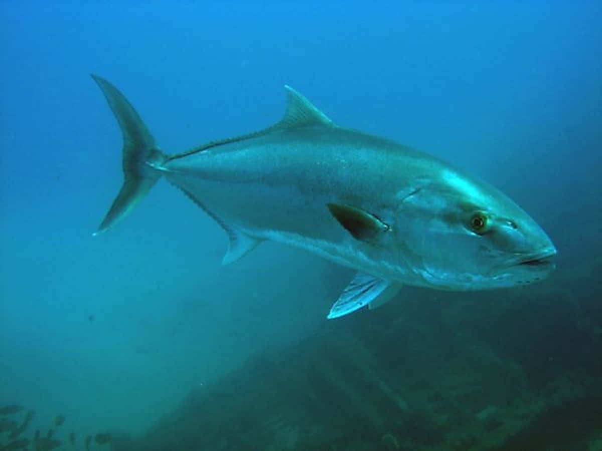 Greater Amberjack, silver, clear blue ocean water, SD Desktop Wallpaper