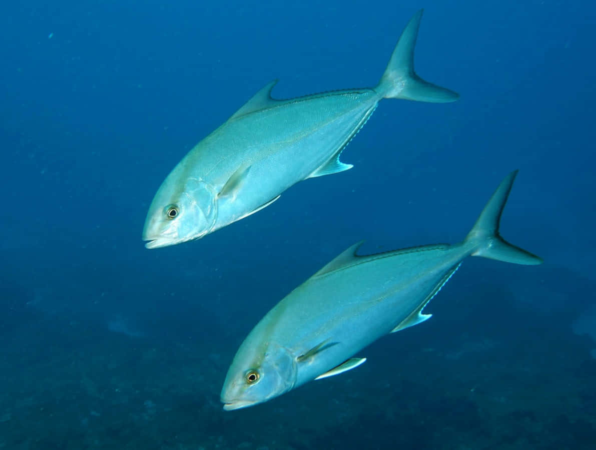 Greater Amberjack, pair swimming underwater, sleek silver fish, SD Desktop Wallpaper