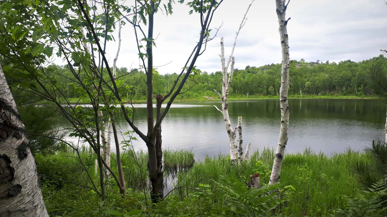 Tranquil Lake View Sudbury, lake, birch trees, HD Desktop Wallpaper