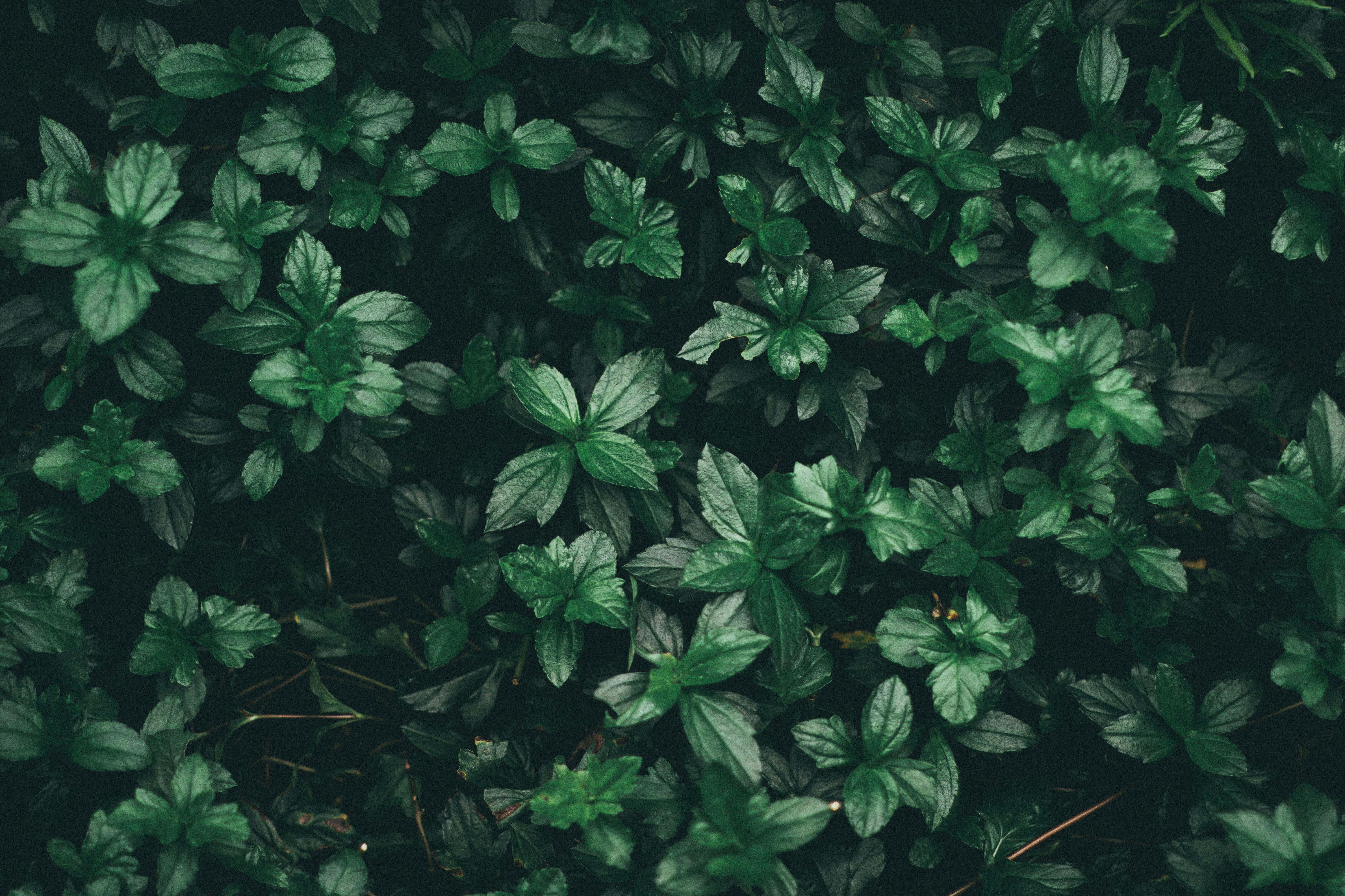 green leaves, dark background, vibrant green, 5K Desktop Wallpaper