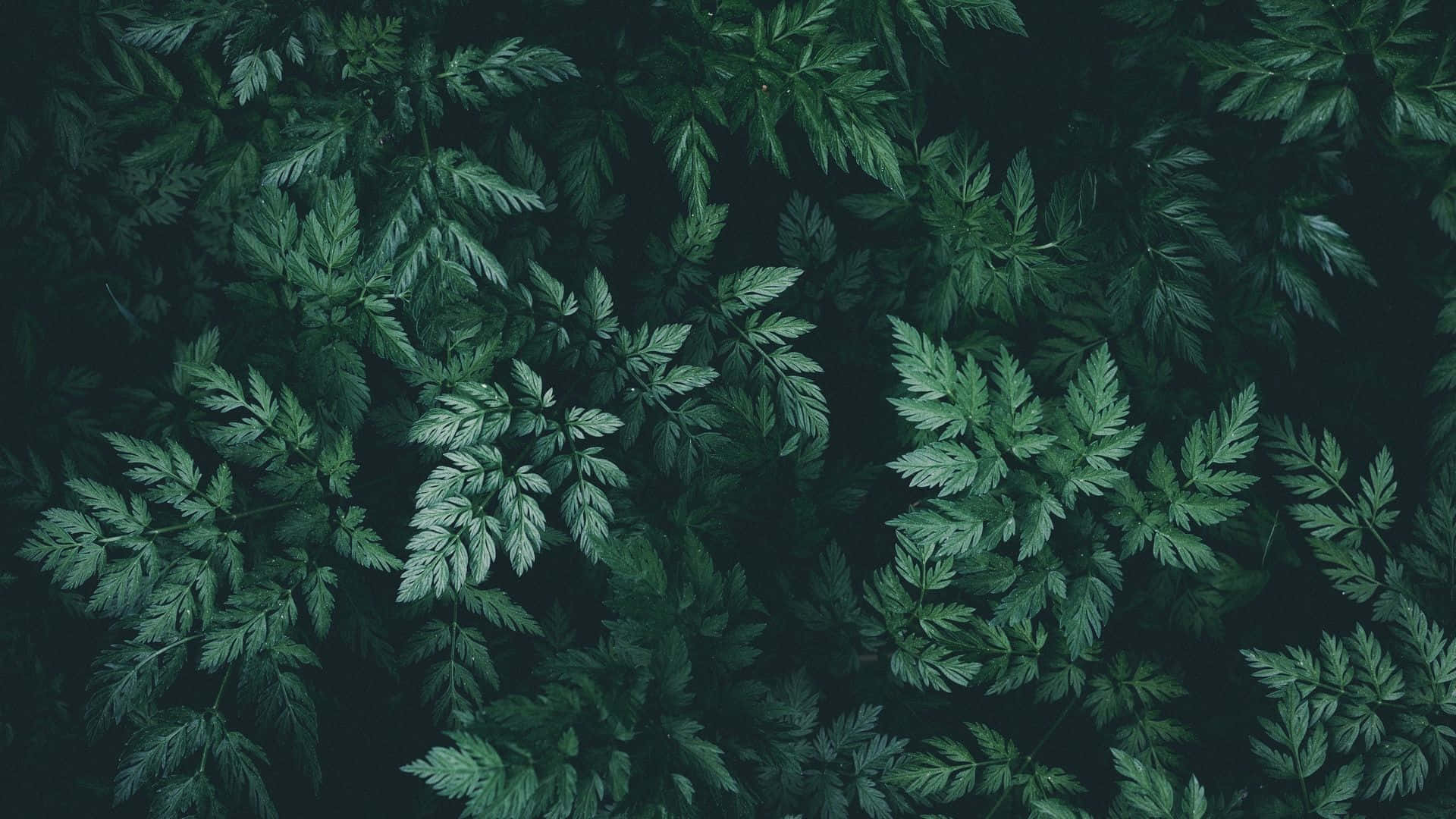 dark green, ferns, forest floor, Full HD Desktop Wallpaper