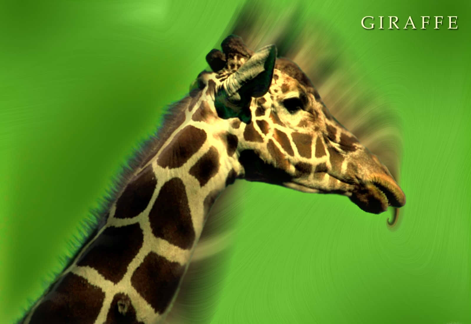giraffe, head and neck, vibrant green background, HD Desktop Wallpaper