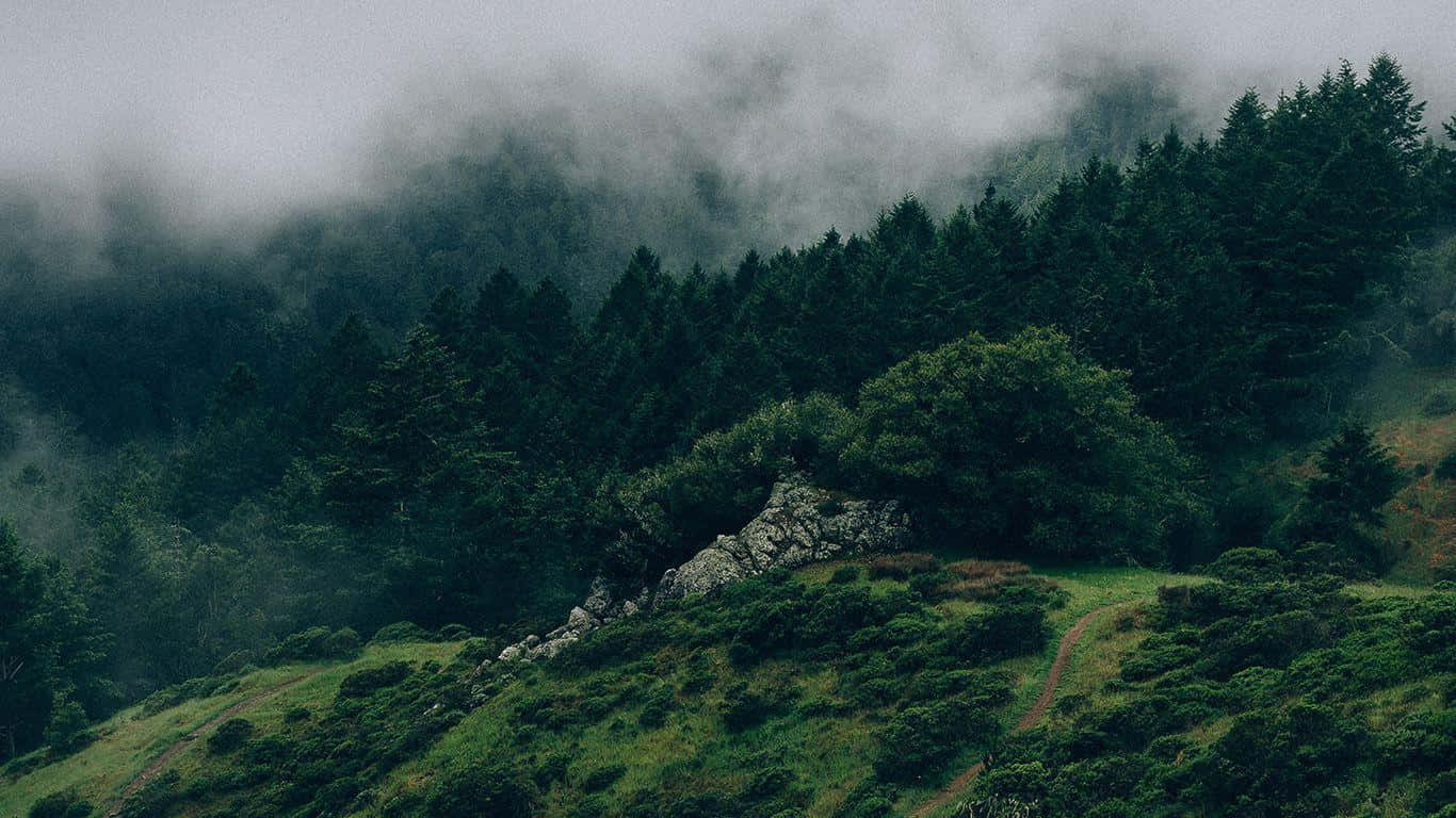 Misty forest, mossy hillside, winding trails, HD Desktop Wallpaper
