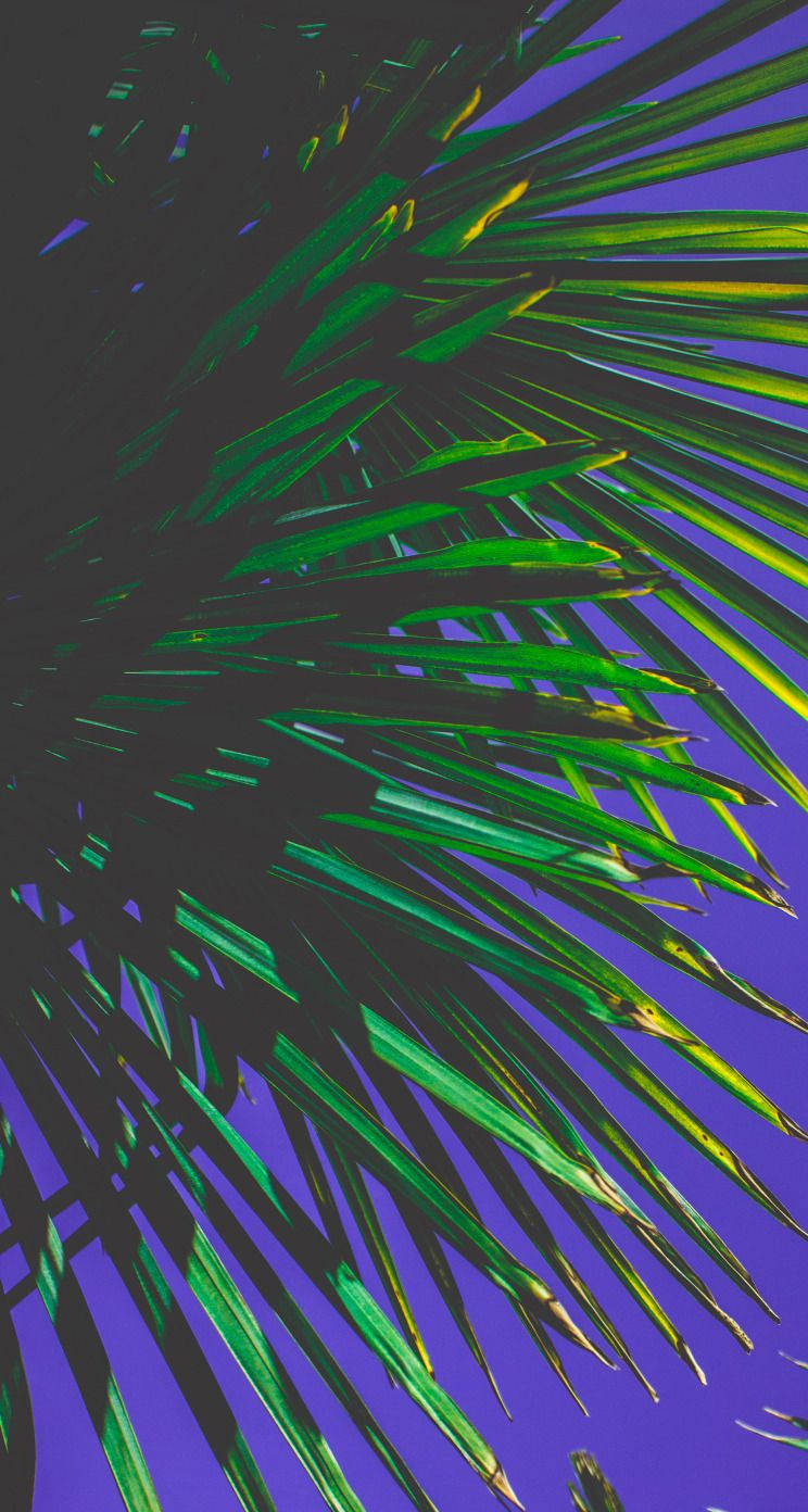 green aesthetic iPhone, vibrant green palm fronds, deep purple sky, HD Phone Wallpaper