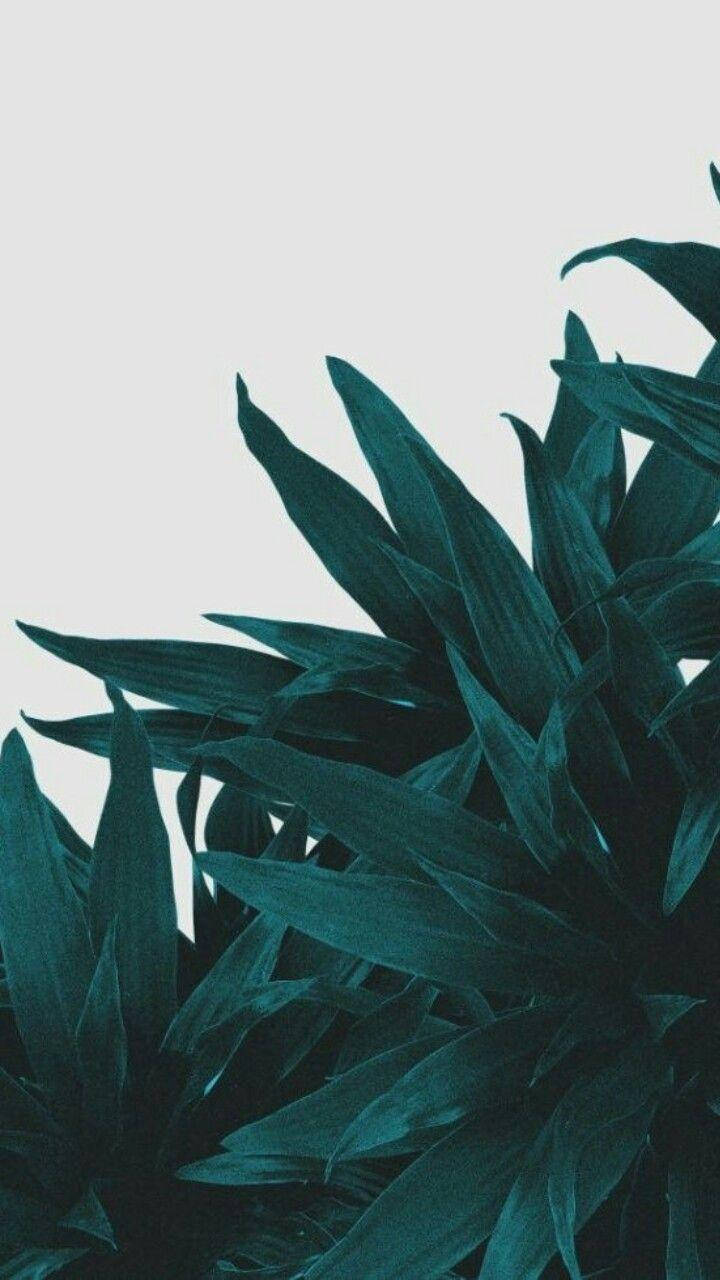 dark teal, spiky leaves, soft pale gray background, HD Phone Wallpaper