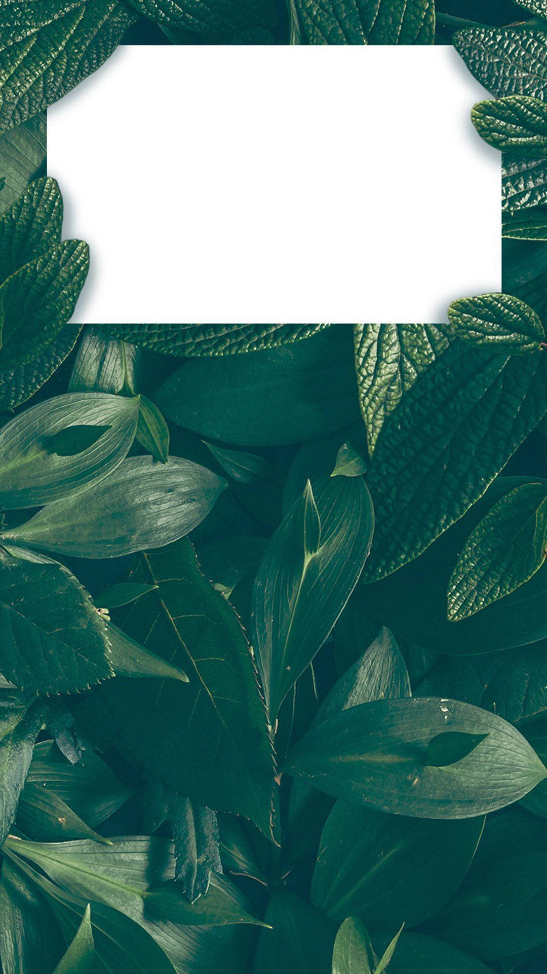 green leaves, blank white frame, botanical wallpaper, Full HD Phone Wallpaper