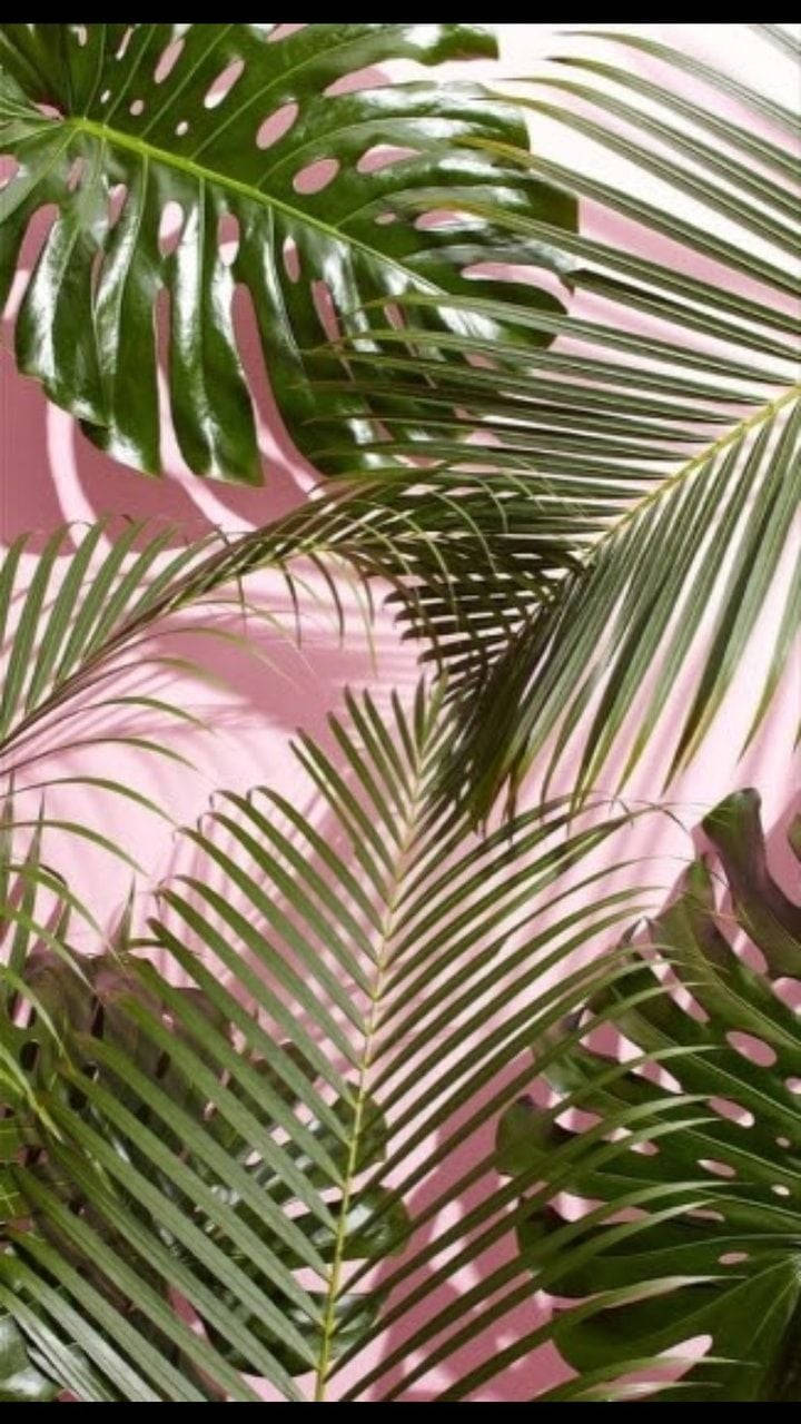 Green Aesthetic iPhone, vibrant green, monstera, HD Phone Wallpaper