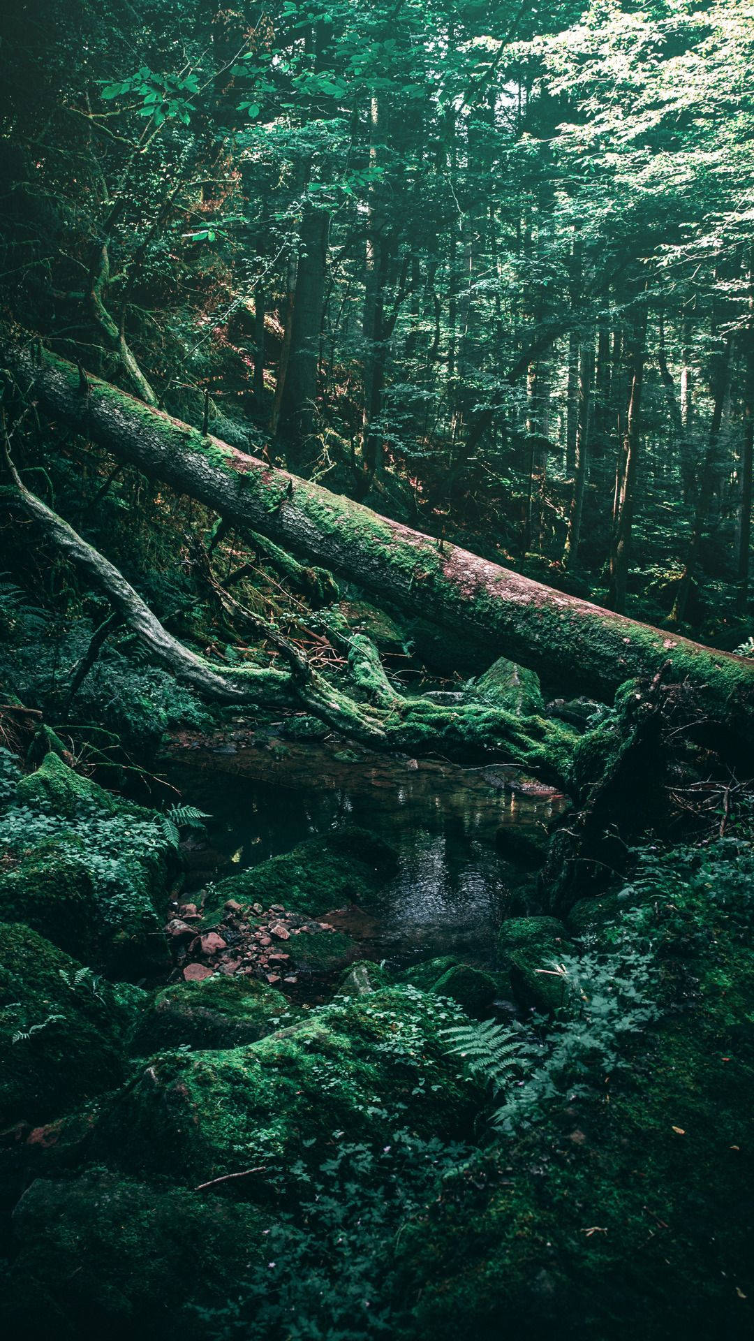 forest, moss-covered fallen log, quiet forest stream, Full HD Phone Wallpaper