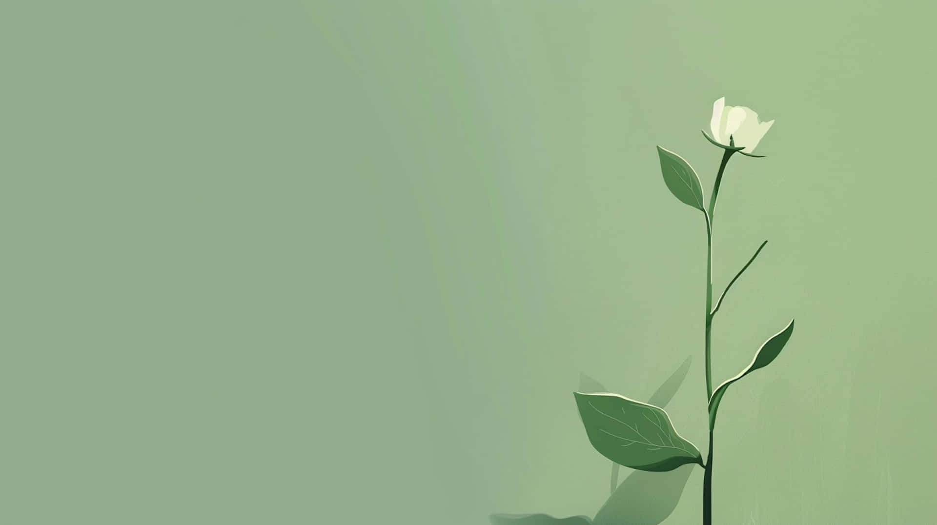 white rose, green leaves, soft gradient sage green background, Full HD Desktop Wallpaper