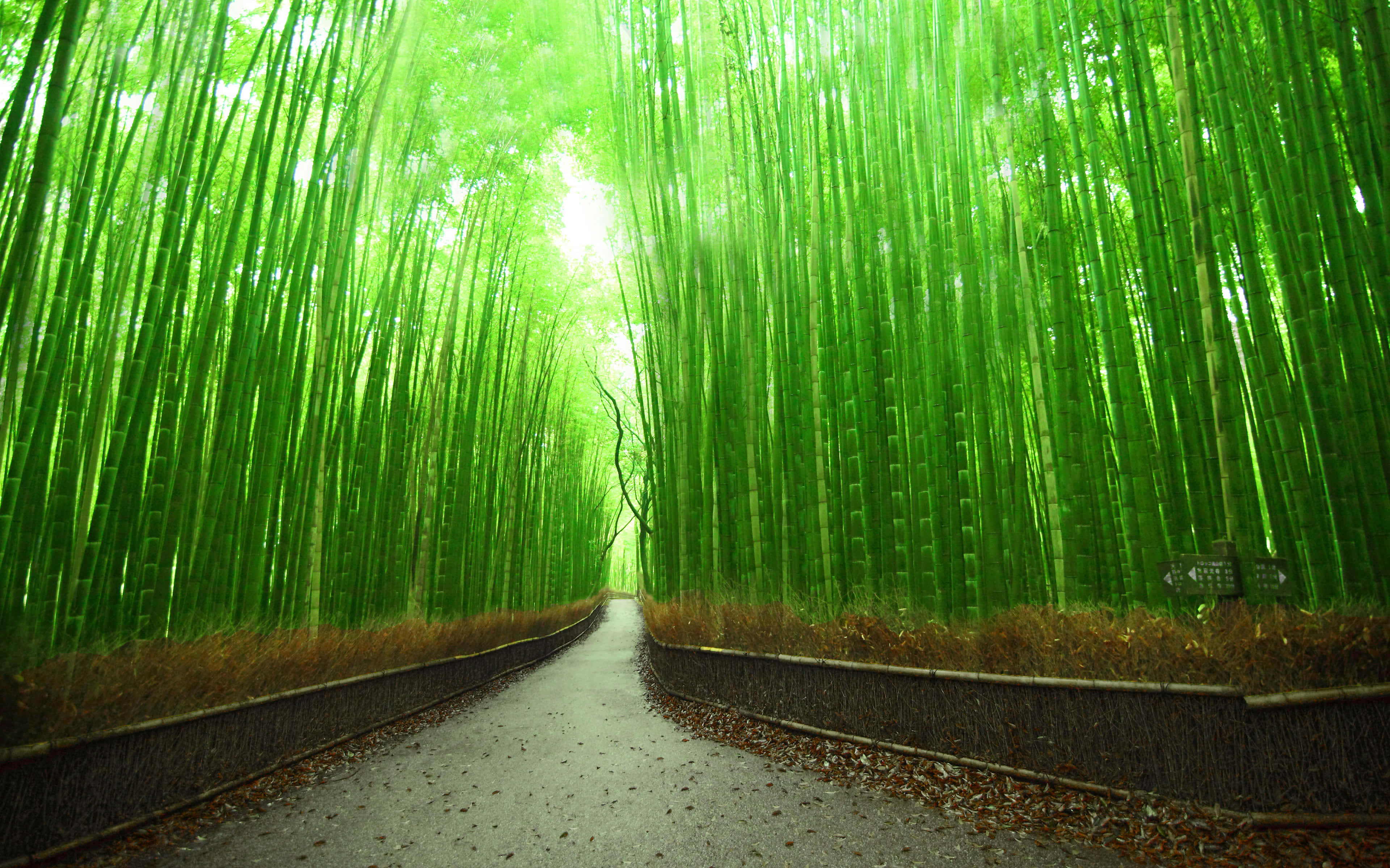 bamboo forest, serene path, vibrant green stalks, 4K Desktop Wallpaper