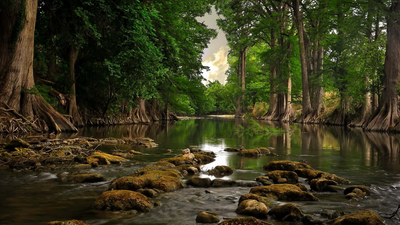 Green And Brown, river, dense forest, HD Desktop Wallpaper