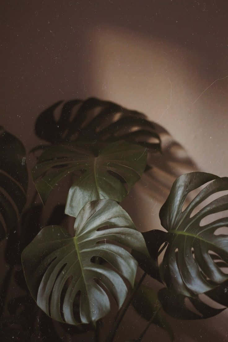monstera leaves, warm brown wall, rolling hills, SD Phone Wallpaper