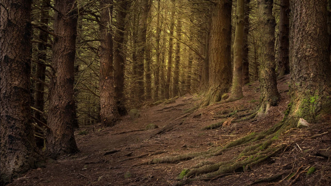 Green And Brown, forest path, pine trees, HD Desktop Wallpaper
