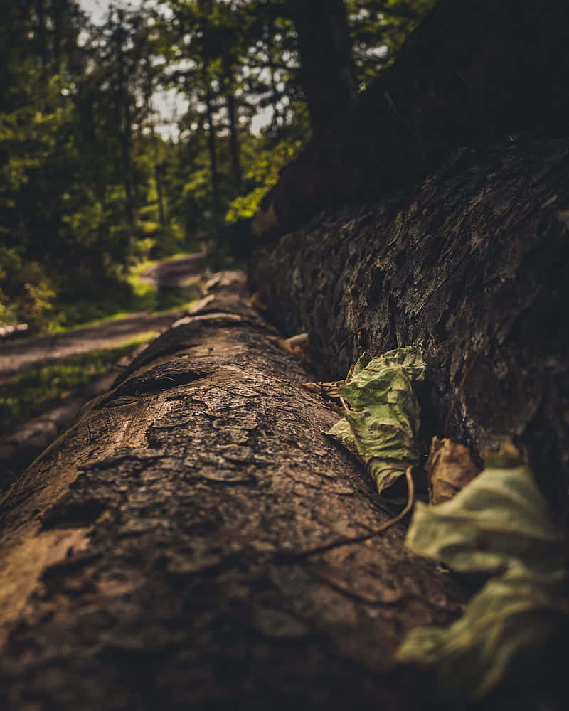 green, brown, weathered fallen log, SD Phone Wallpaper