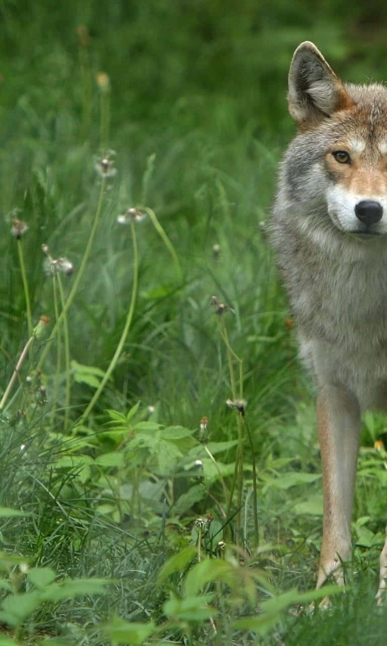coyote, gray fur, tall green grass, HD Phone Wallpaper