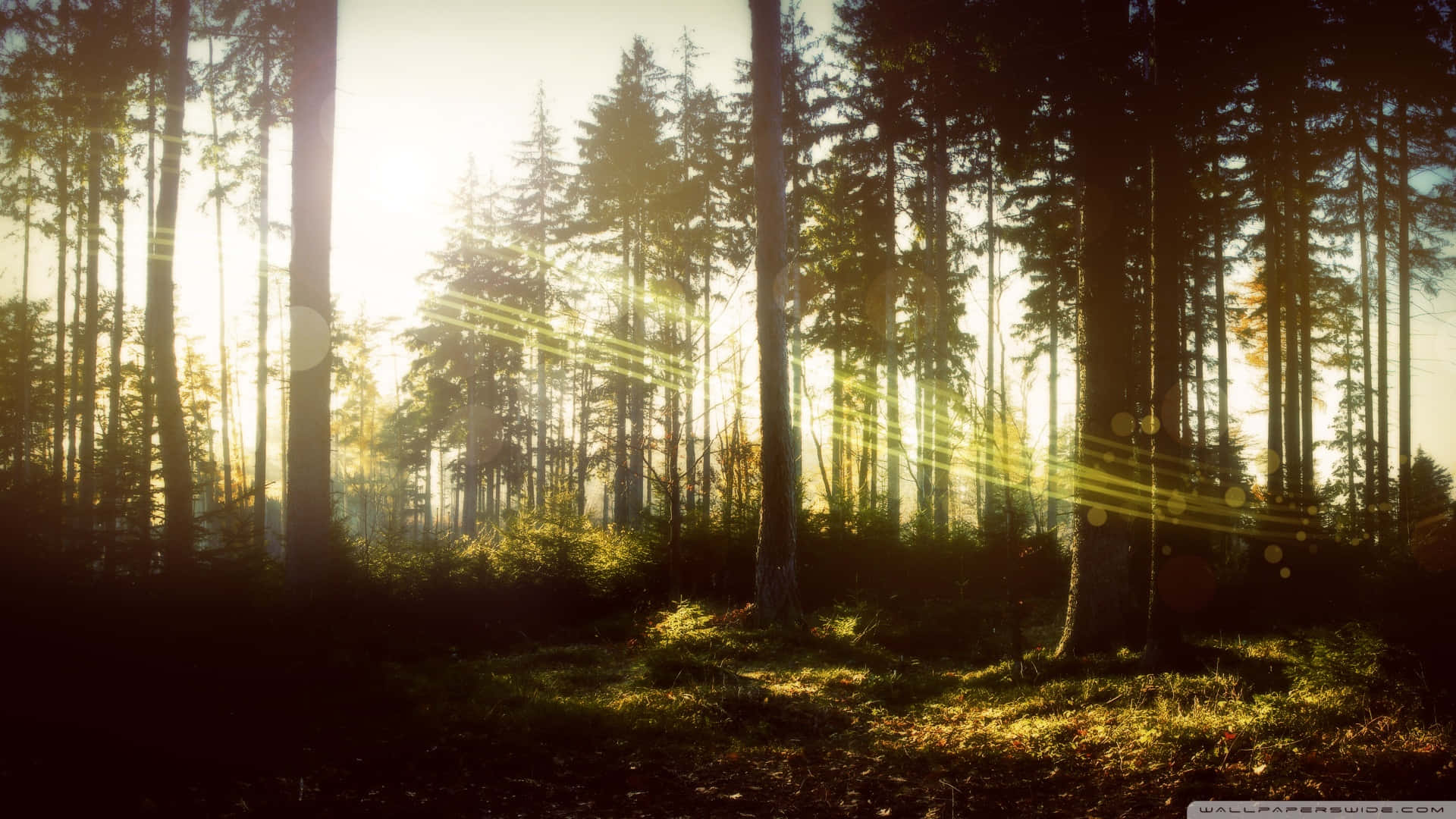 Green And Brown, 1920 x 1080, sunlight beams, Full HD Desktop Wallpaper