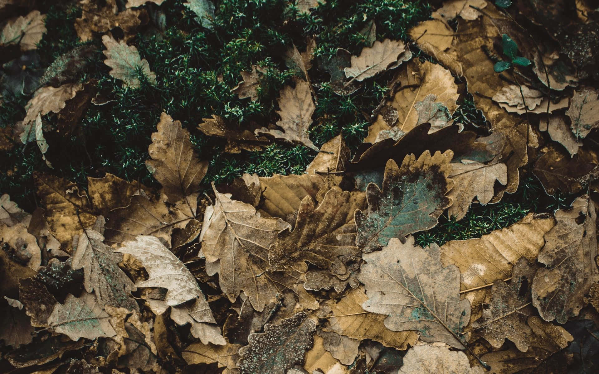 oak leaves, green moss, forest floor, Full HD Desktop Wallpaper