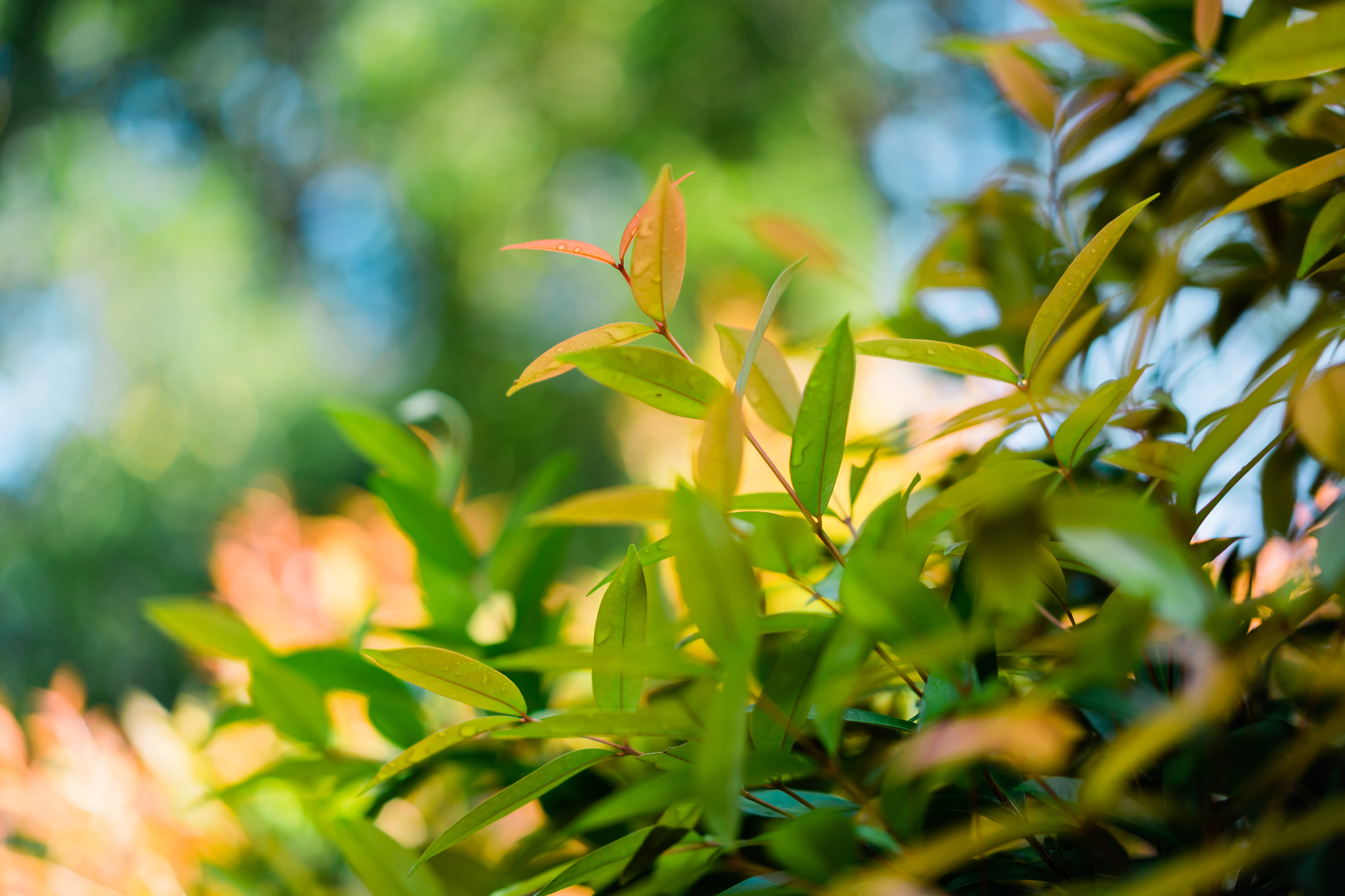 green and brown leaves, bokeh effect, sunlight, 5K Desktop Wallpaper