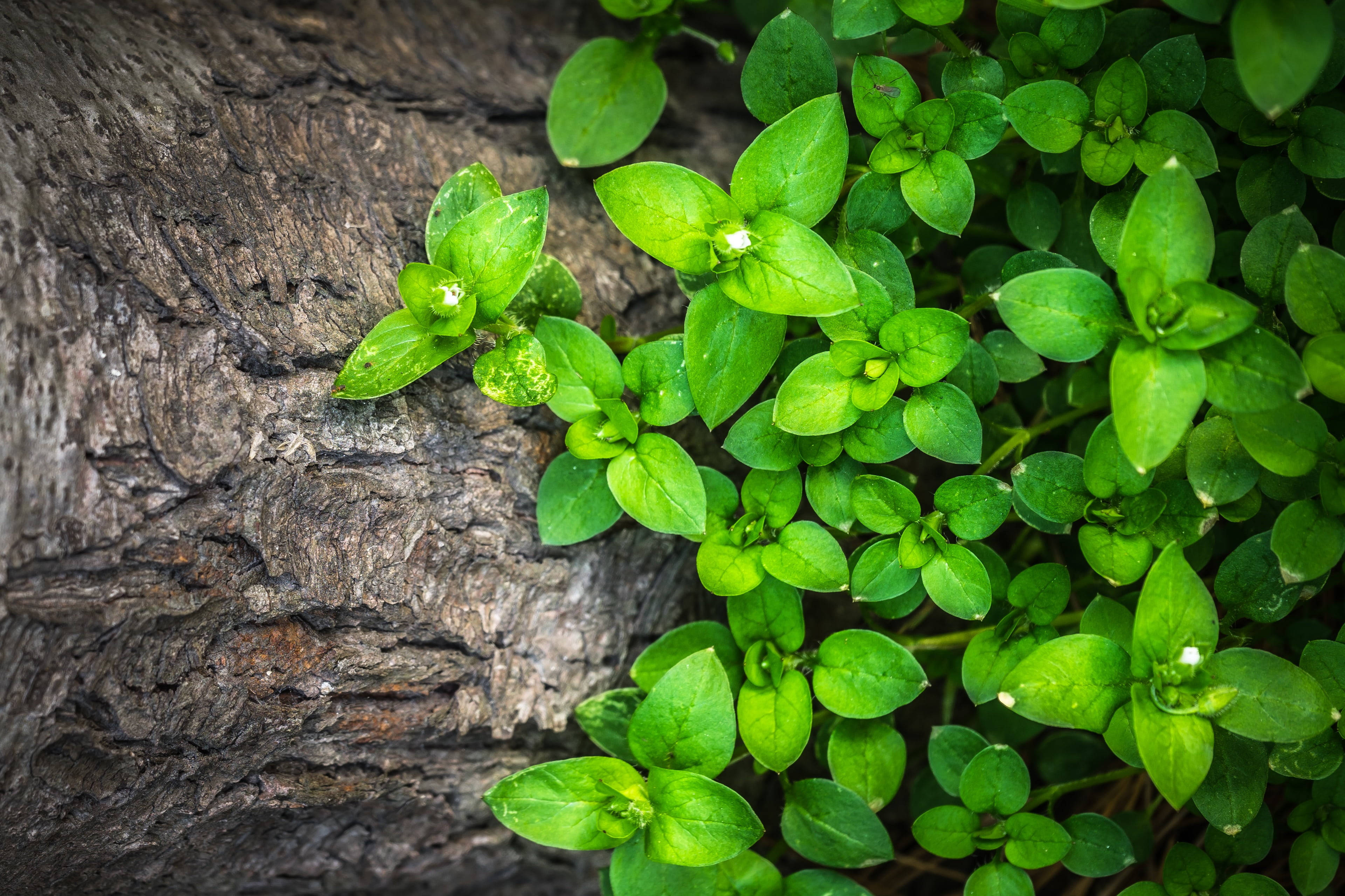 green leaves, rock, vibrant green mossy plants, 4K Desktop Wallpaper